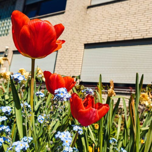 Trawy ozdobne do ogrodu w małym mieście – jak wybrać gatunki odporne na sól drogową i zanieczyszczenia zimą?