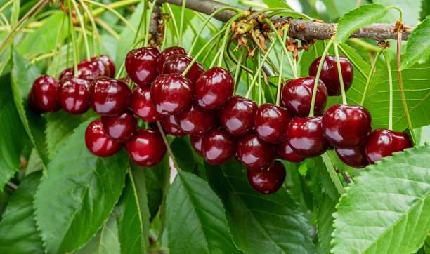 Jak wybrać smakowite drzewko czereśniowe do ogrodu?