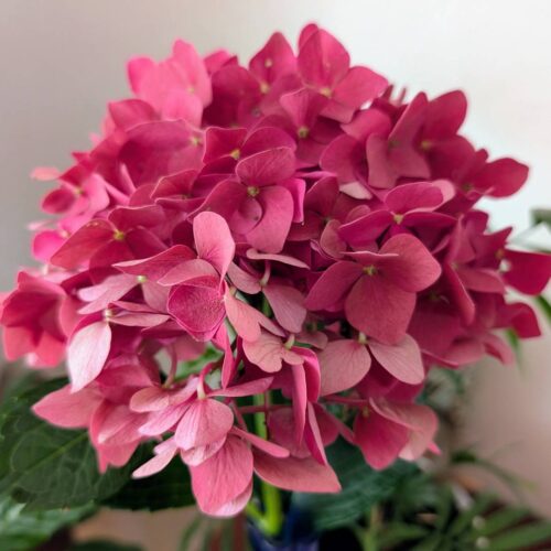 Mężczyźni też kochają kwiaty. Dlaczego warto dawać kwiaty panom?