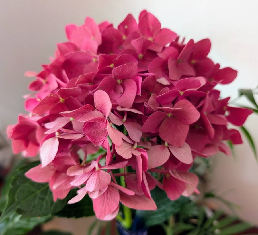 Mężczyźni też kochają kwiaty. Dlaczego warto dawać kwiaty panom?