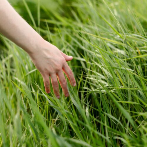 Regeneracja trawnika i użytków zielonych po zimie